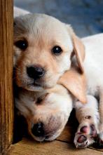 Nog 3 super schattige blonde Reuen beschikbaar! Labrador pup, Dieren en Toebehoren, Honden | Retrievers, Spaniëls en Waterhonden