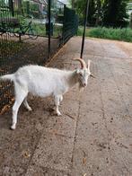 Mooie melkgeit bok  (goed lezen), Dieren en Toebehoren, Schapen, Geiten en Varkens, Mannelijk, Geit