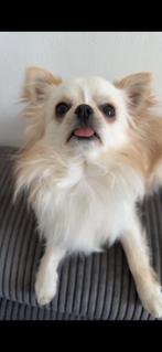 Chihuahua, Dieren en Toebehoren, Honden | Chihuahua's en Gezelschapshonden, Reu, CDV (hondenziekte), 1 tot 2 jaar, Eén hond