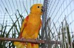 Gezocht, Dieren en Toebehoren, Meerdere dieren, Papegaai, Tam