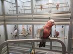 Rose Kaketoe, Dieren en Toebehoren, Vogels | Parkieten en Papegaaien, Meerdere dieren, Papegaai, Geringd