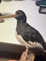 Opgezette scholekster, Mannelijk, Tropenvogel
