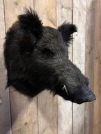 Mooi nieuw opgezet wild zwijn (donker), Verzamelen, Dierenverzamelingen, Ophalen of Verzenden, Nieuw, Wild dier, Opgezet dier