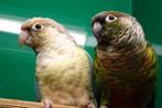 Koppel pyrrhura's, Dieren en Toebehoren, Vogels | Parkieten en Papegaaien, Meerdere dieren, Parkiet, Geringd