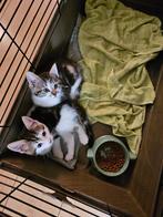 Leuke lieve katertjes beschikbaar., Dieren en Toebehoren, Katten en Kittens | Overige Katten, Kater, Kortharig, 0 tot 2 jaar