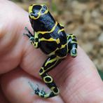 Dendrobates leucomelas 'Cerro autana', een van de mooiste, Dieren en Toebehoren, Reptielen en Amfibieën, Amfibie, 0 tot 2 jaar
