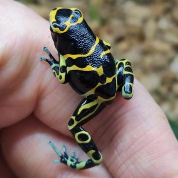 Dendrobates leucomelas 'Cerro autana', een van de mooiste  beschikbaar voor biedingen