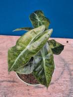 Alocasia Nairobi Aurea p10 (2)