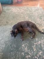 Cat for adoption, Dieren en Toebehoren, Katten en Kittens | Raskatten | Korthaar, Kater