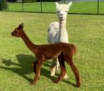 Alpaca merrie met merrie veulen te koop, Dieren en Toebehoren, Juli, Vrouwelijk