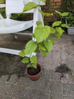 Hibiscus, Tuin en Terras, Planten | Tuinplanten, Overige soorten, Vaste plant, Ophalen of Verzenden, Halfschaduw