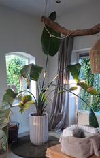 Strelizia, Huis en Inrichting, Kamerplanten, Ophalen of Verzenden, Overige soorten, Minder dan 100 cm