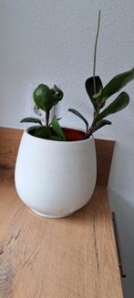 Peperomia  plant in pot, In pot, Ophalen