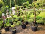 Pinus sylvestris vormsnoei, Ophalen, Zomer, Volle zon