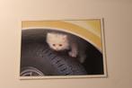 Katten Postkaart - Klein Kitten op Wagenwiel, Engeland, Verzamelen, Ansichtkaarten | Dieren, Ongelopen, Verzenden, 1980 tot heden