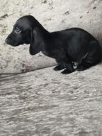 Kaninchen kortharige teckel pups, Dieren en Toebehoren, Kaninchen, CDV (hondenziekte), 8 tot 15 weken, Korthaar