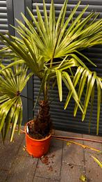 Trachycarpus Fortuny, Ophalen, Zomer, Overige soorten, Volle zon