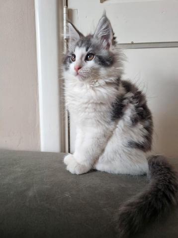 Schitterende Maine Coon Kittens met stamboom  beschikbaar voor biedingen