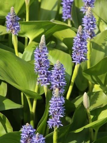 Pontederia , Snoekkruid, waterhyacinth  €2,= Vijverplant.  beschikbaar voor biedingen
