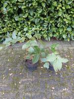 Jonge Walnootboompjes in Pot, Tuin en Terras, Planten | Bomen, Bloeit niet, Overige soorten, Minder dan 100 cm, Ophalen