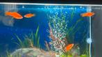 Platy vissen oranje, Dieren en Toebehoren, Vissen | Aquaria en Toebehoren, Ophalen, Zo goed als nieuw