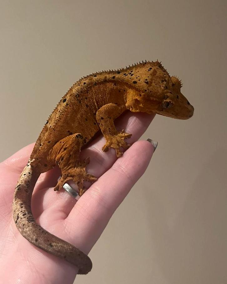 Wimpergekko vrouw super dalmatian