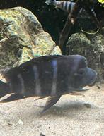 Frontosa, Dieren en Toebehoren, Vis