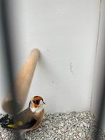 Putter parva witkeel man 2025, Dieren en Toebehoren, Vogels | Overige Vogels, Mannelijk, Wildzangvogel