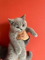 Prachtige Britse korthaar kittens, Dieren en Toebehoren, Katten en Kittens | Raskatten | Korthaar, Meerdere dieren, Ontwormd, 0 tot 2 jaar