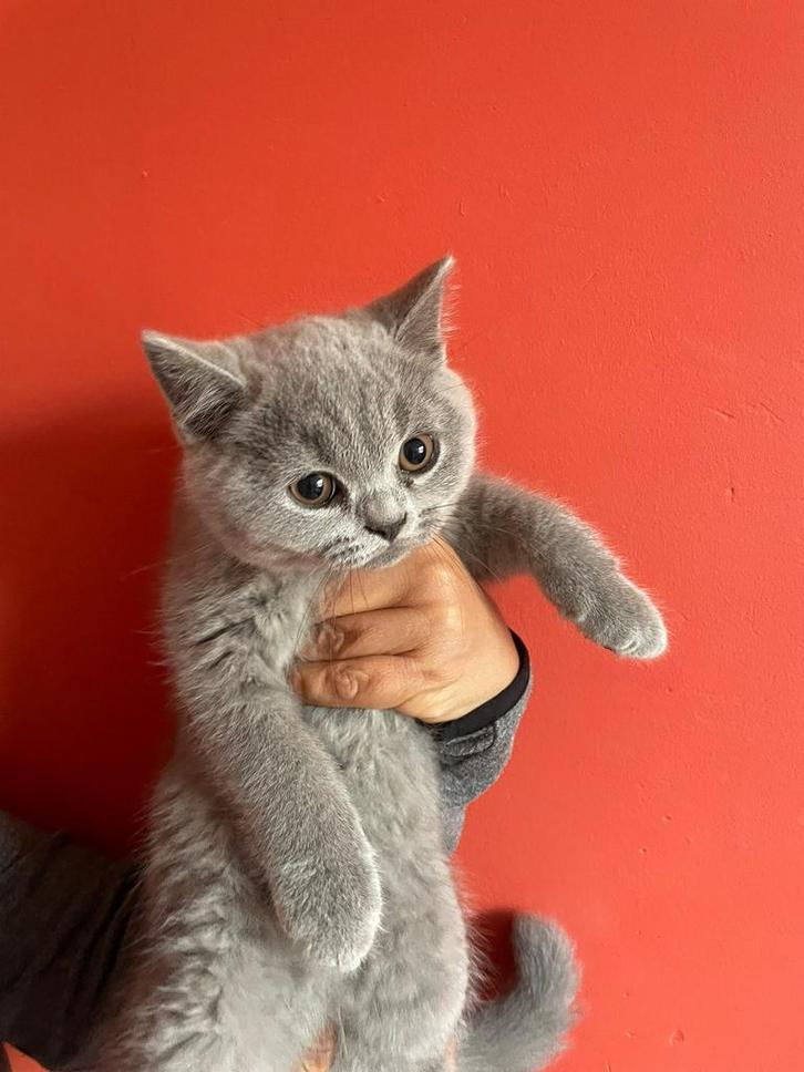 Prachtige Britse korthaar kittens, Dieren en Toebehoren, Katten en Kittens | Raskatten | Korthaar, Meerdere dieren, 0 tot 2 jaar