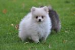Prachtig pomchi reutje creme wit, Dieren en Toebehoren, Honden | Chihuahua's en Gezelschapshonden, CDV (hondenziekte), 8 tot 15 weken