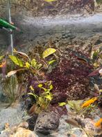 Julidochromis Ornatus, Tanganyika-cichliden, Vis, Zoetwatervis