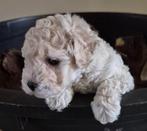 Witte dwerg poedel pup, Dieren en Toebehoren, Poedel, 8 tot 15 weken, CDV (hondenziekte), Meerdere