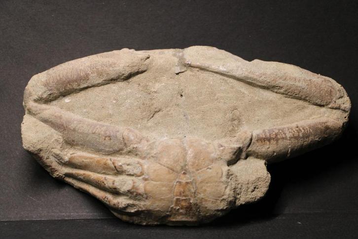 Krab fossiel, Verzamelen, Mineralen en Fossielen, Fossiel, Ophalen of Verzenden