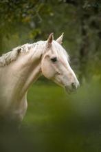 Paard gezocht, Ophalen of Verzenden