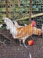 Geelwitpel haan, Dieren en Toebehoren, Pluimvee, Mannelijk, Kip