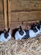 Hollander Konijnen, Dieren en Toebehoren, Klein, Meerdere dieren, 0 tot 2 jaar