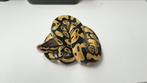 0.1 pastel harlequin 100% het desert ghost ball python, Dieren en Toebehoren, Reptielen en Amfibieën, Slang, 0 tot 2 jaar