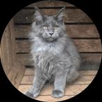 Maine coon kitten met papieren, poesje, Dieren en Toebehoren, Katten en Kittens | Raskatten | Langhaar, Poes, Gechipt, 0 tot 2 jaar