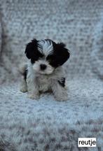 Prachtige Boomer ( Maltezer × Shih tzu ) pups!, Dieren en Toebehoren, 8 tot 15 weken, Meerdere, Nederland, Particulier