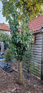 Pruimenboom 13 jaar oud, sterk teruggesnoeid in het voorjaar, Tuin en Terras, Planten | Bomen, Ophalen, Herfst, Halfschaduw, Overige soorten