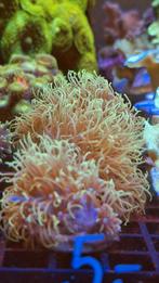Sterpoliep koraal Zeewater aquarium, Dieren en Toebehoren, Overige typen, Zoutwatervis
