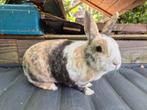 Lief gecastreerd rammetje van 5 jaar, Dieren en Toebehoren, Mannelijk, Klein, 3 tot 5 jaar