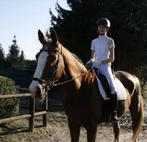 Verzorg/bijrijd paard gezocht, Dieren en Toebehoren, Ophalen of Verzenden
