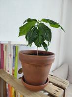 Koffieplant in Terracotta Pot met schotel, Ophalen, Overige soorten, Halfschaduw, In pot
