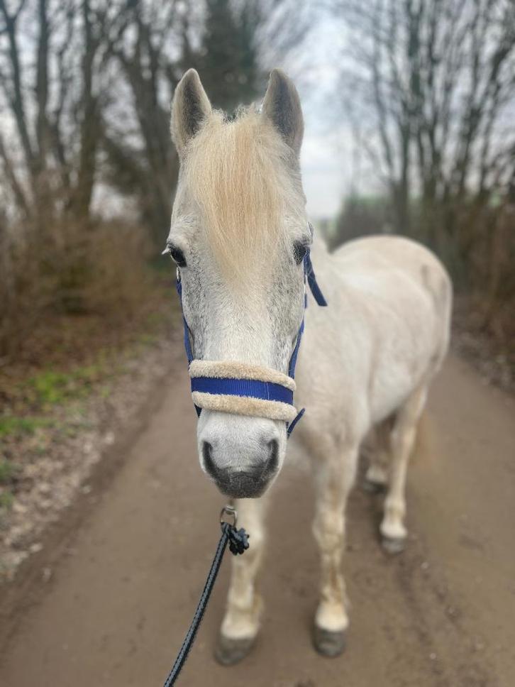 Pony te koop, Dieren en Toebehoren, Pony's, Ruin, L, C pony (1.27m tot 1.37m), Recreatiepony, 11 jaar of ouder
