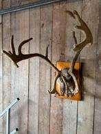 Groot Rendier gewei (in de bast), Ophalen, Zo goed als nieuw, Hert, Schedel