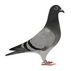 NR 1 Top Postduiven ,pigeons Rudy van Reeth-Johan Donckers, Dieren en Toebehoren, Mannelijk, Postduif