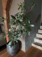 Ficus Elastica (rubberplant) kamerplant plant 160 cm, Huis en Inrichting, Kamerplanten, Ophalen, Ficus, Halfschaduw, Minder dan 100 cm