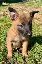 Mechelse x Duitse Herder pups te koop!, Particulier, Meerdere, 8 tot 15 weken, Meerdere dieren